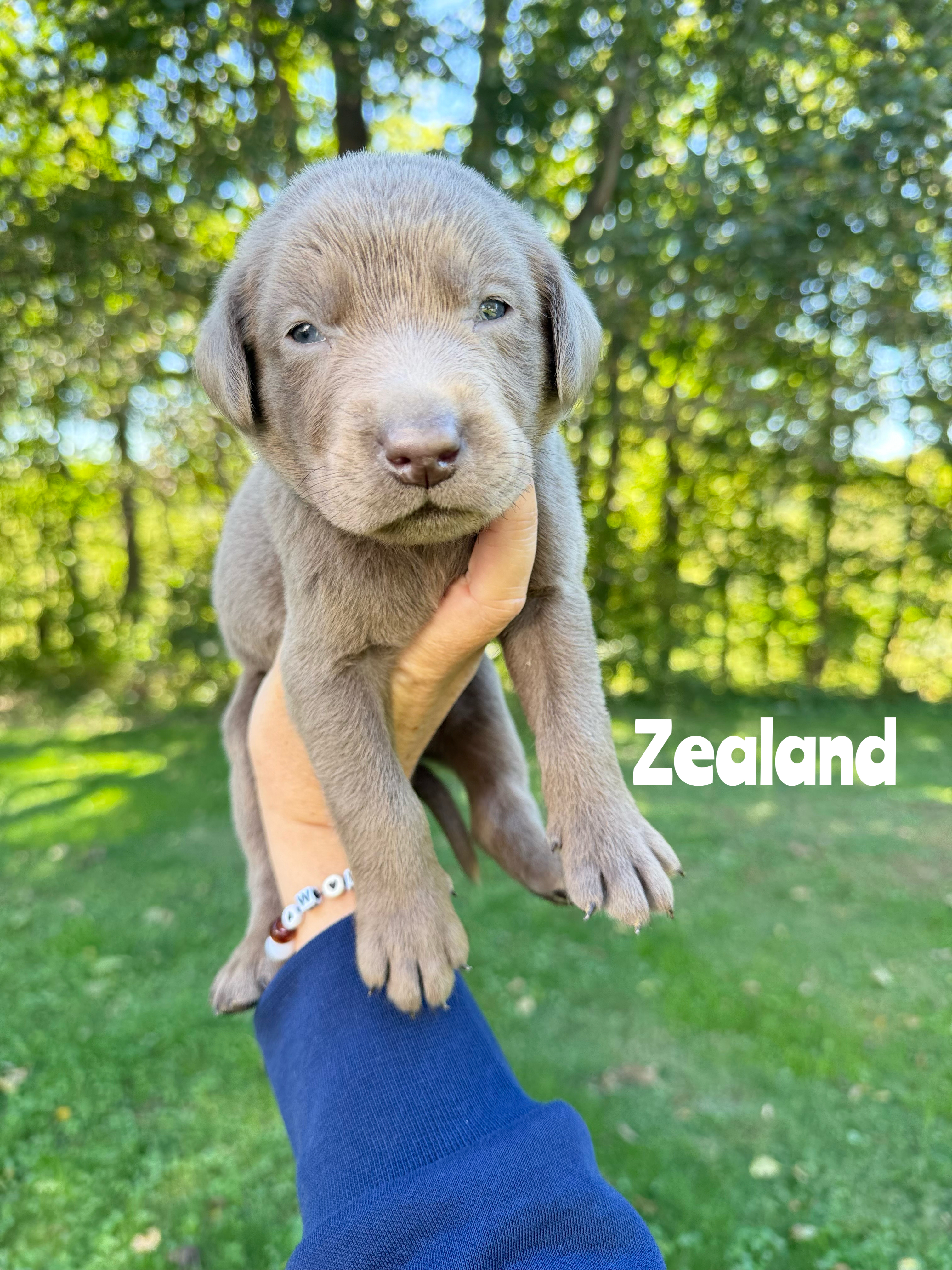 Zealand 1